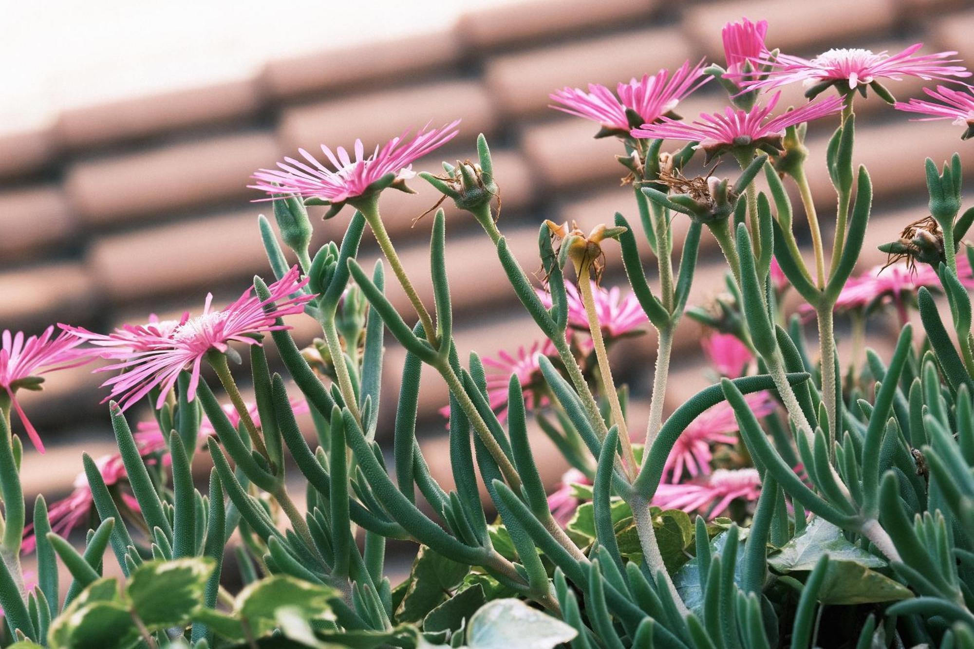 Appartamento Comecasa Flowery Terraced Milano
